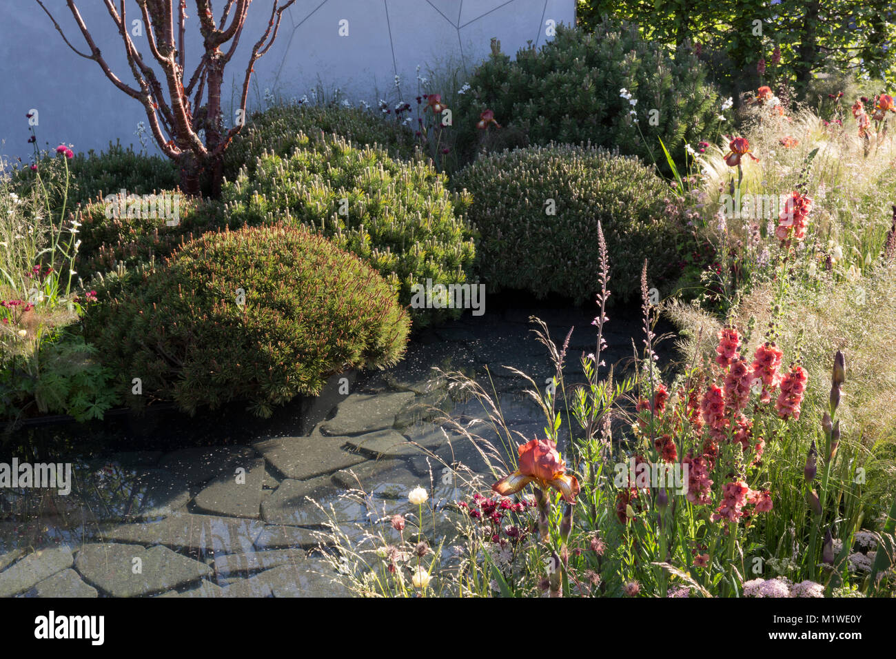 Garden with a small pond water feature and summer flower border and ornamental grasses grass and verbascum fennel in the UK Stock Photo