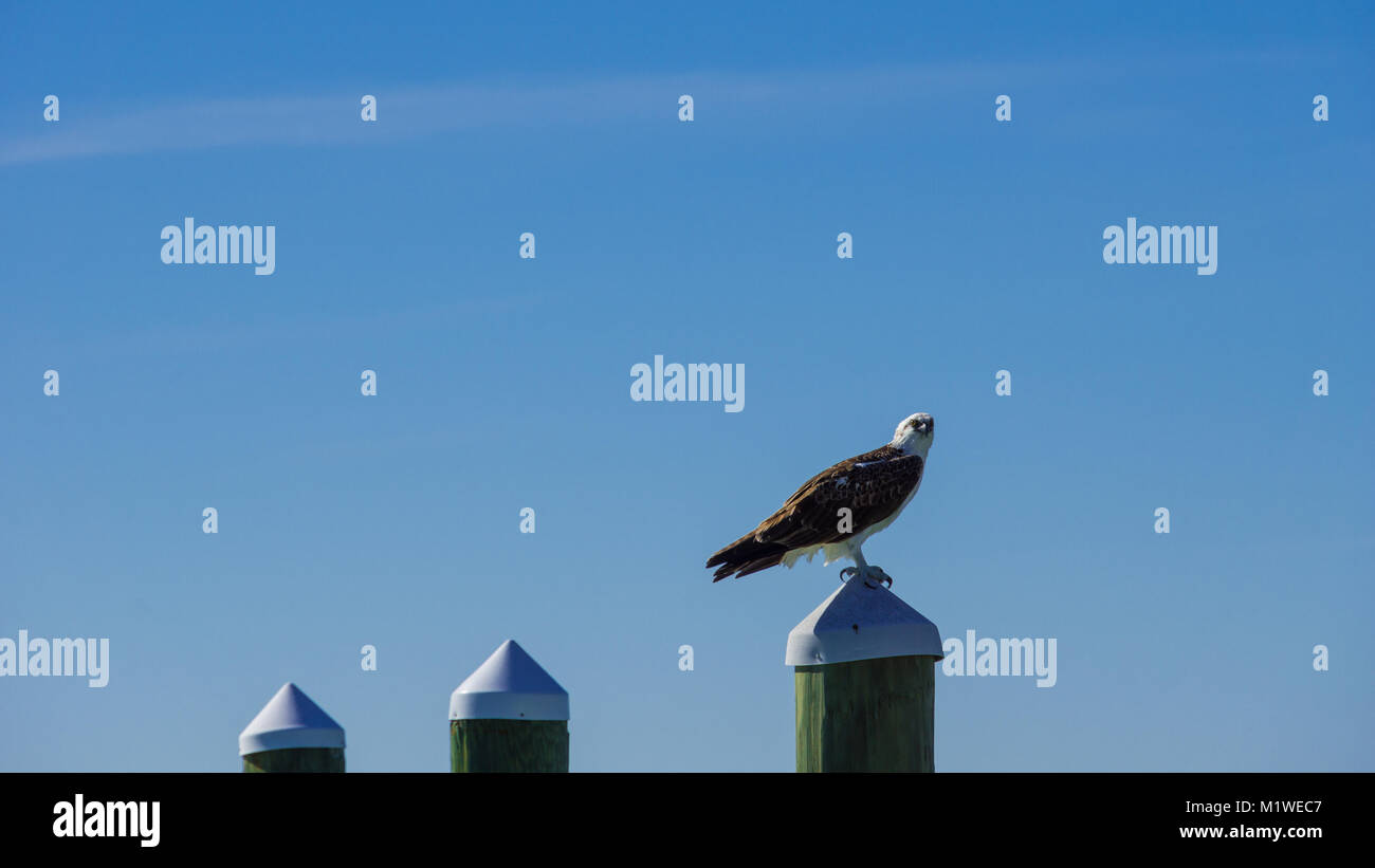 USA, Florida, Huge bird of prey, Fish eagle standing on a spile, frontal view Stock Photo