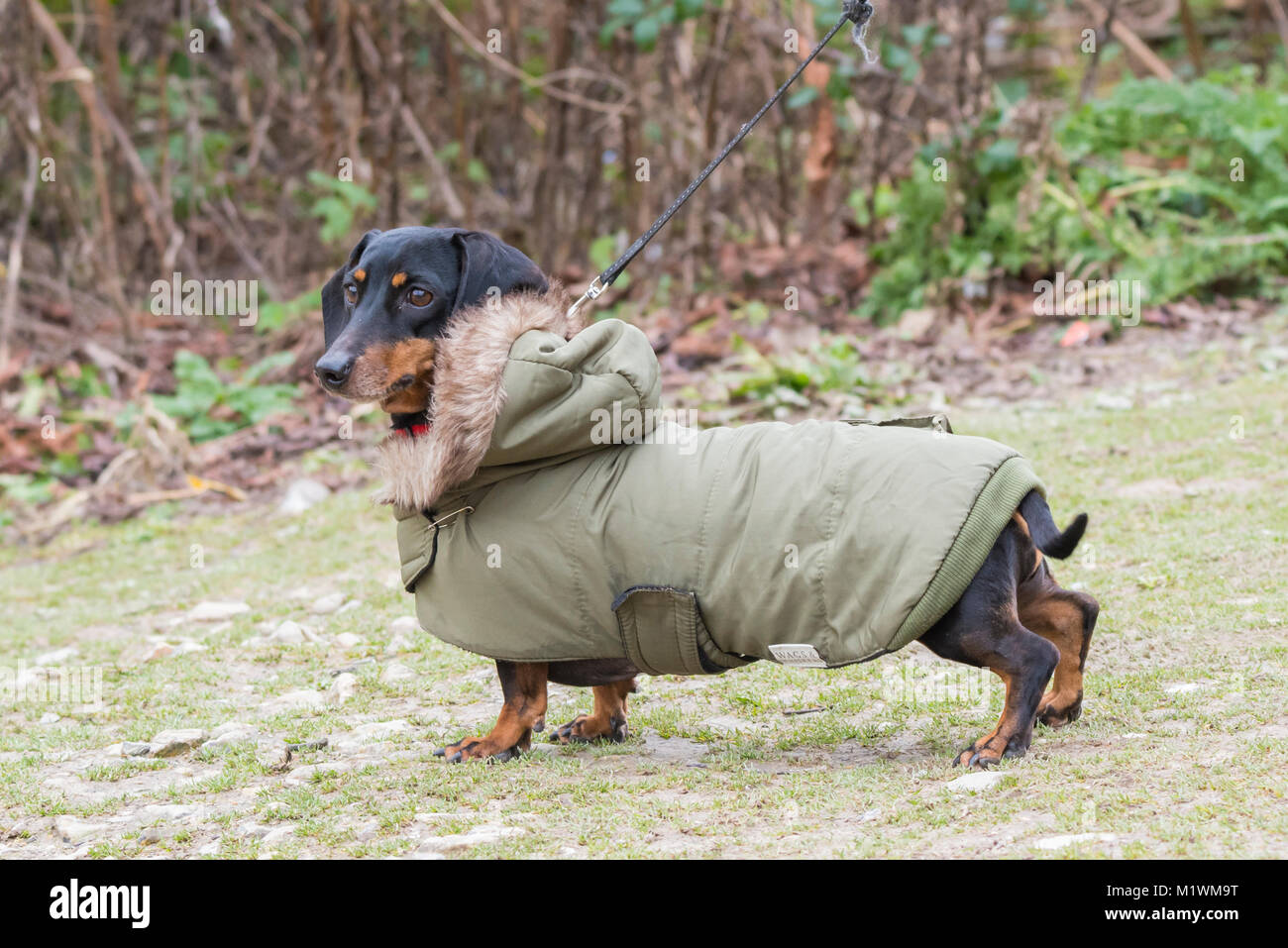 A dog wearing a Winter coat in the UK. Stock Photo