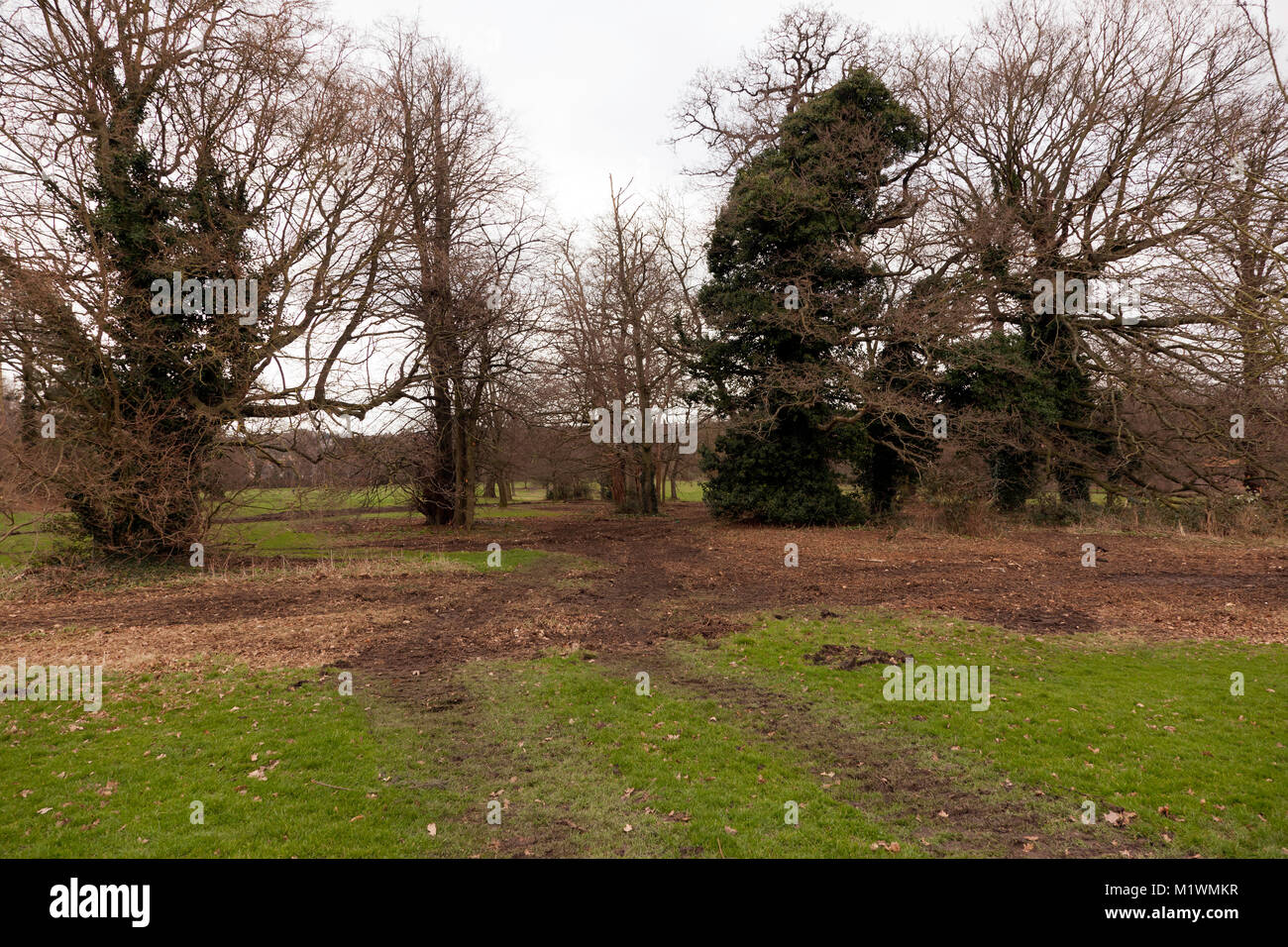 Damage to Beckenham Place Park caused by Lewisham Councils "Tree