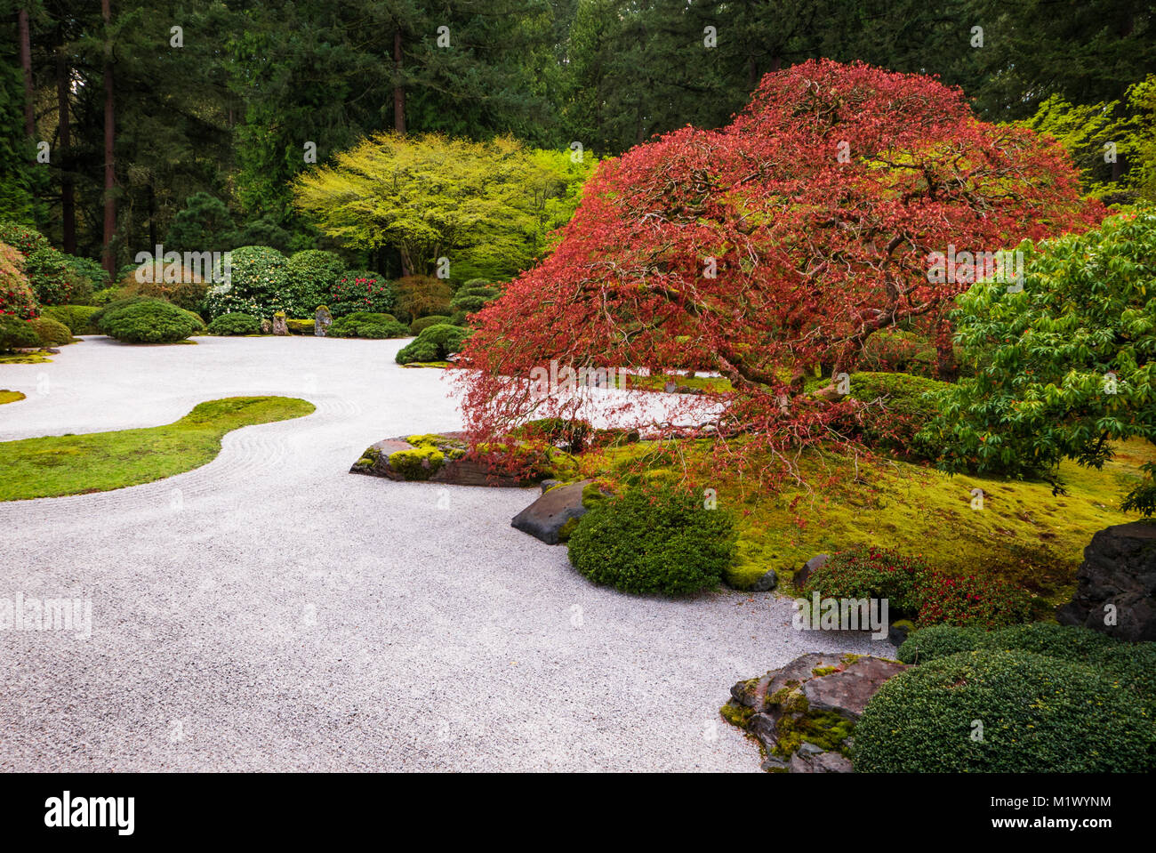 Japanese Rock Garden With A Colorful Maple Tree Stock Photo