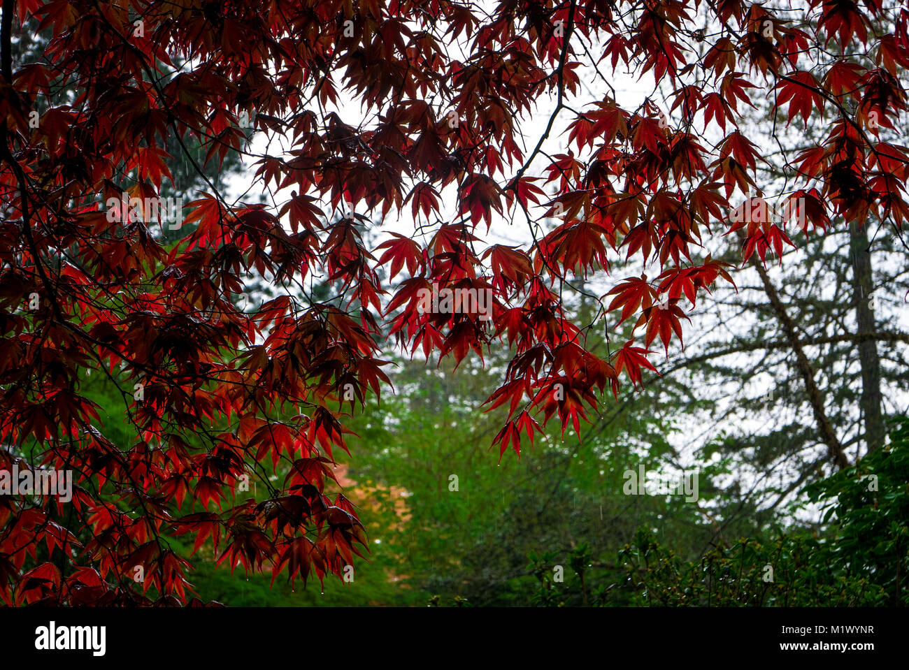 Backlit red maple leaf hi-res stock photography and images - Alamy