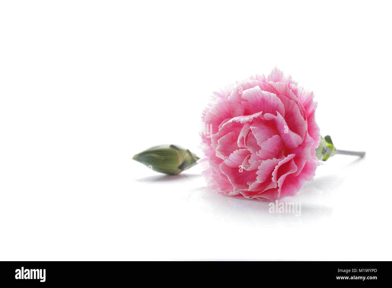 pink carnation flower isolated on white background Stock Photo - Alamy
