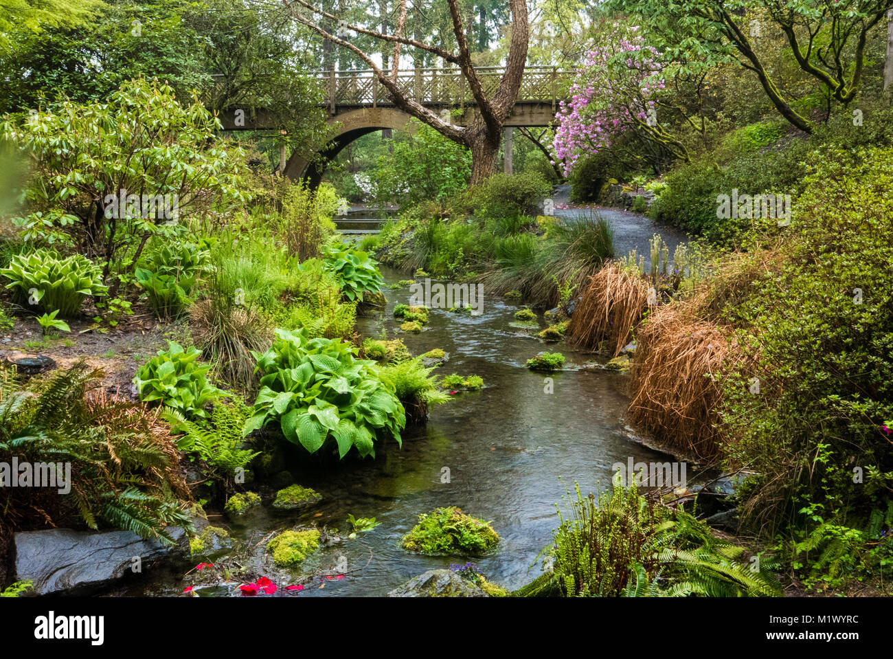 A wooden bridge and stream in Portland's Crystal Springs Rhododendron Garden, Oregon Stock Photo