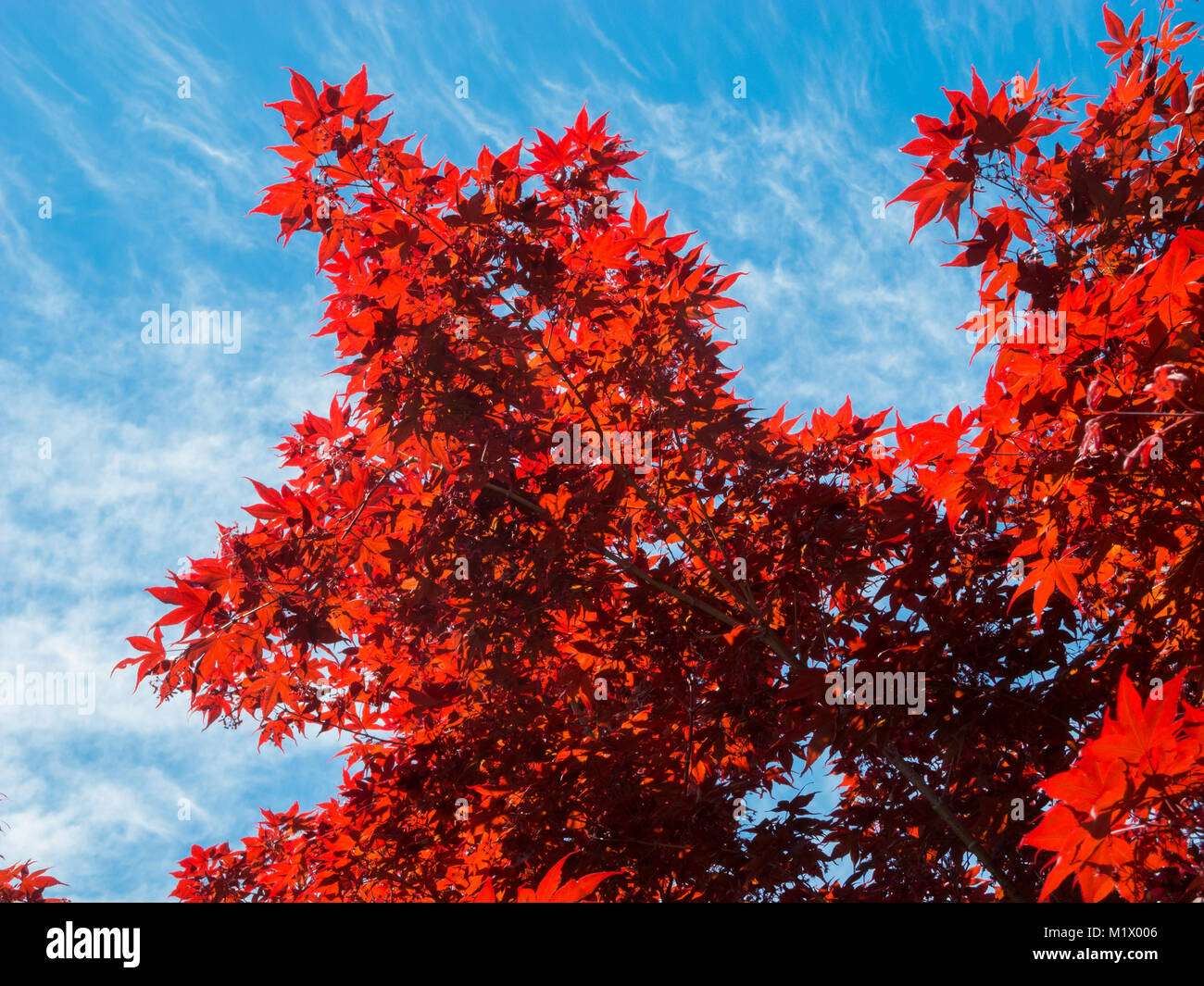 Red maple tree on a blue sky background Stock Photo - Alamy
