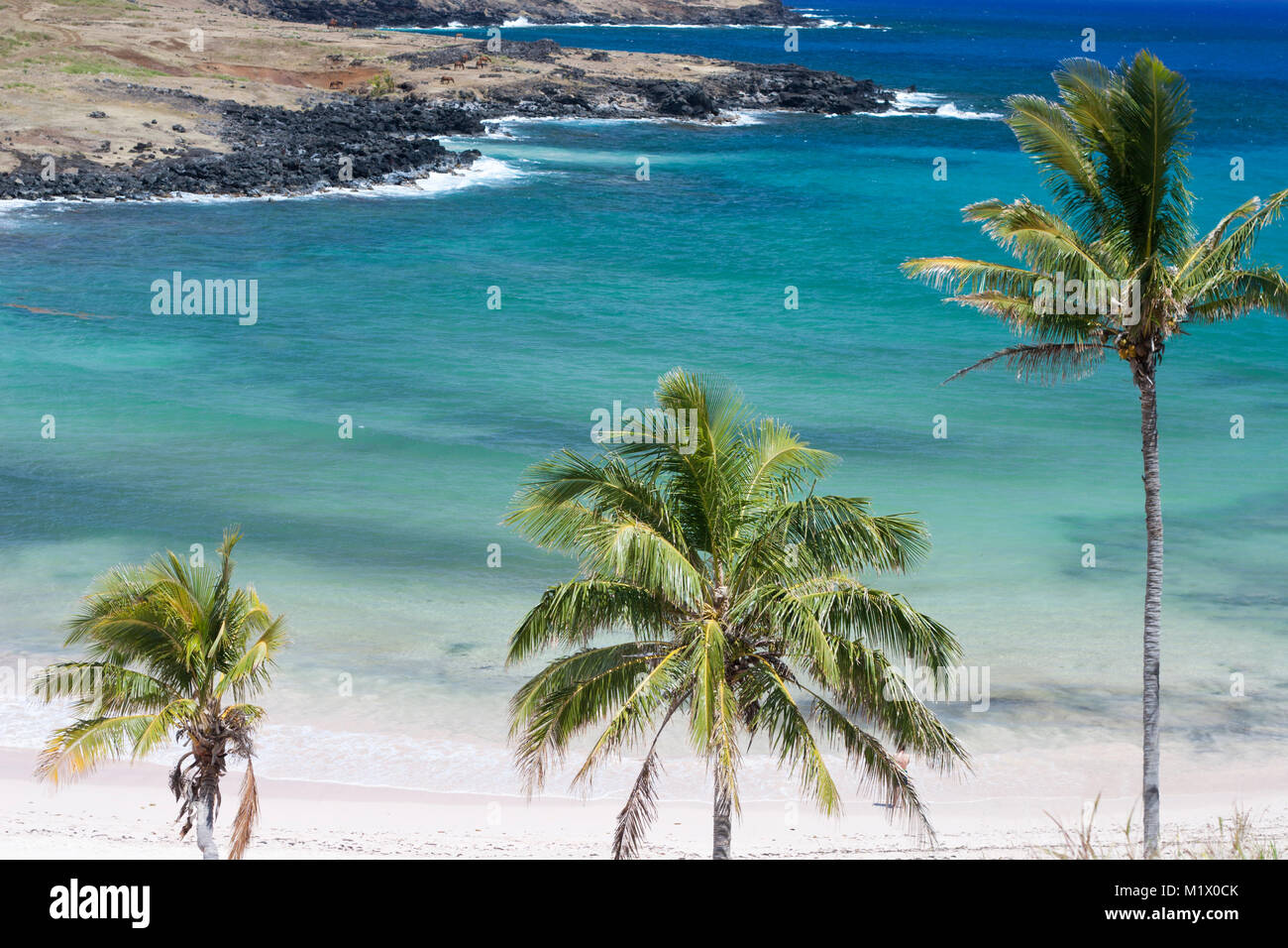 Easter Island (Rapa Nui) palm trees on the South Pacific ocean