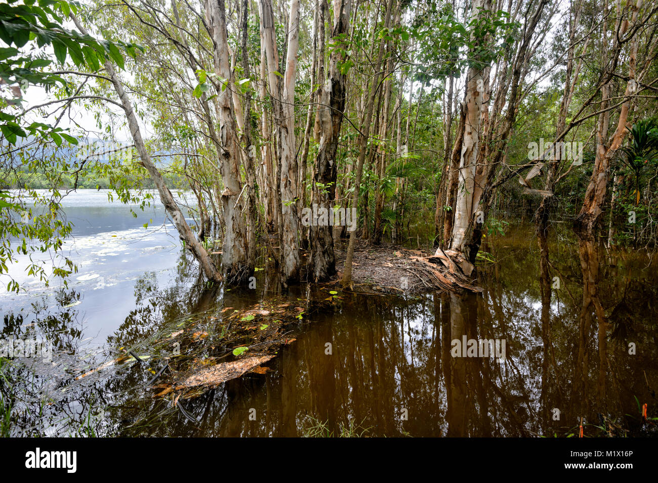 Paperbark trees forest in the rehabilitated Cattana Wetlands ...