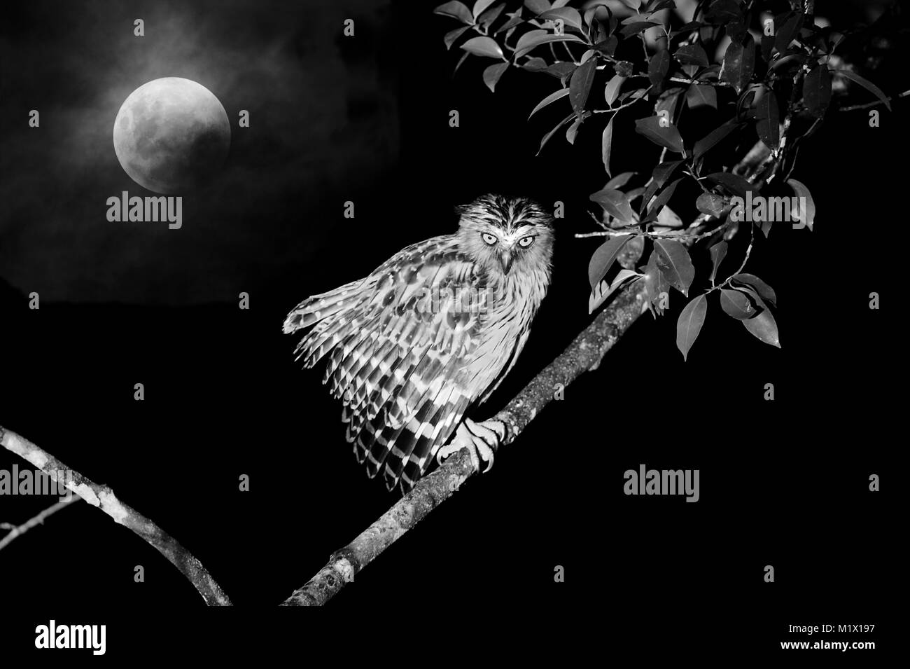 Buffy Fishing Owl (Ketupa ketupu) perched in a tree at night in front of a full moon with clouds Stock Photo