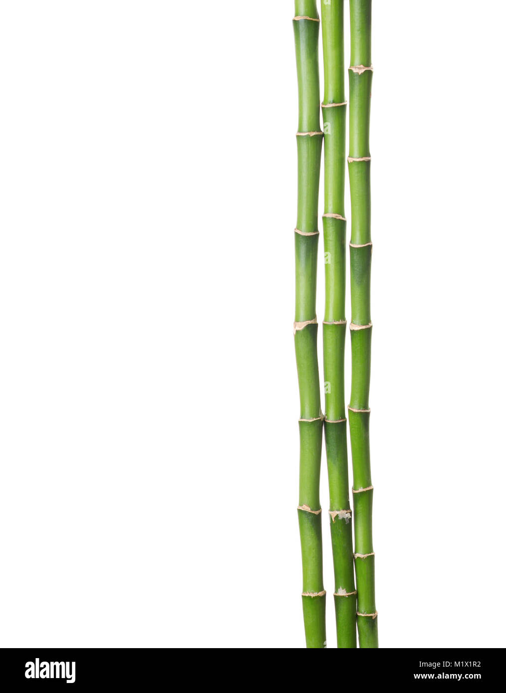Three branches of bamboo isolated on white background Stock Photo - Alamy, image size:1014x1390