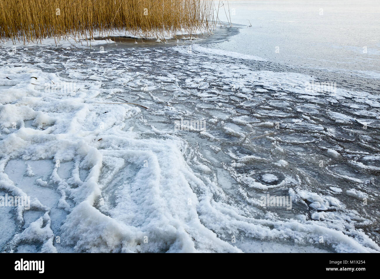 Icy reeds in Ķīšezers, Riga, Latvia Stock Photo