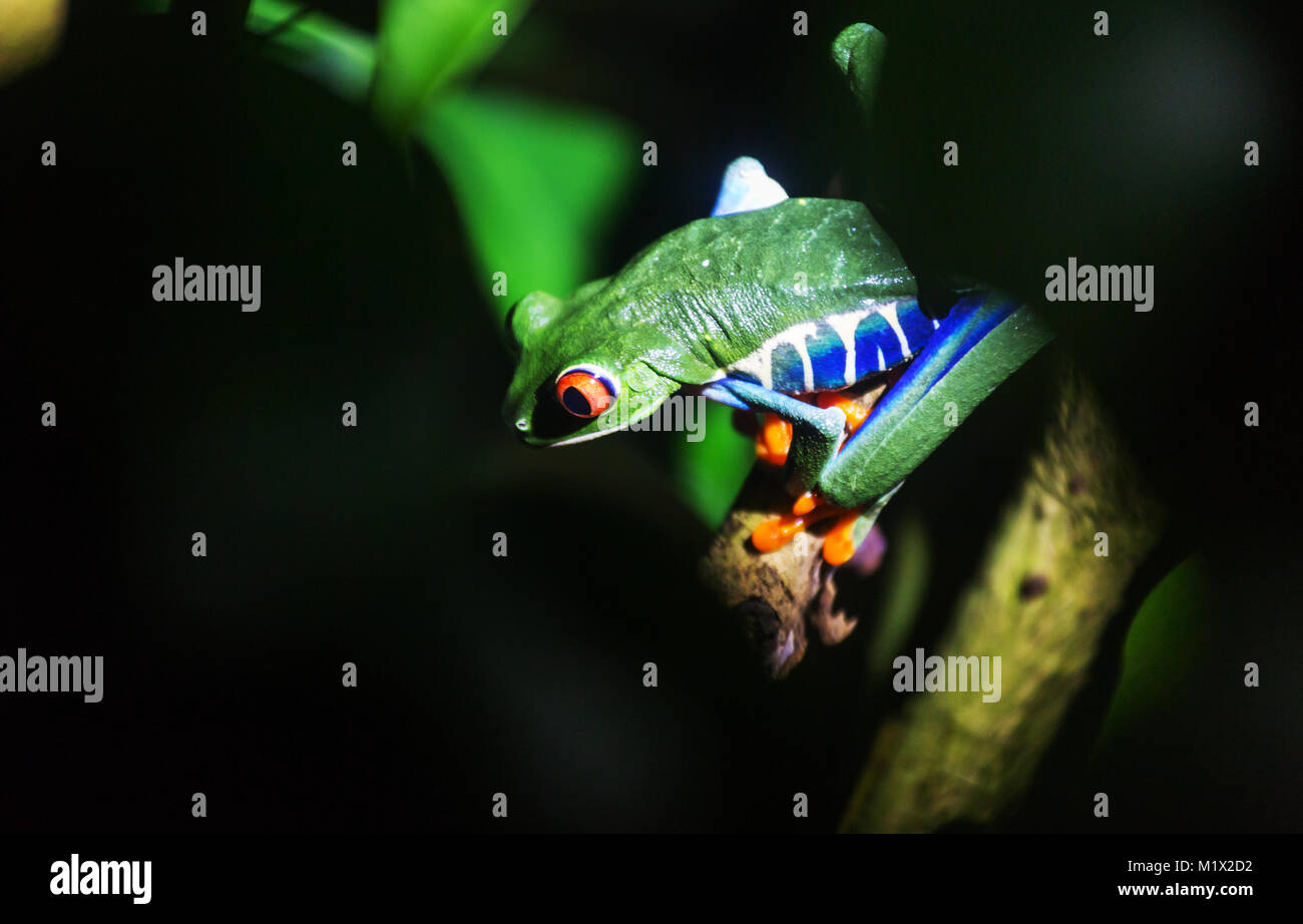 red-eye frog Agalychnis callidryas in Costa Rica, Central America Stock Photo