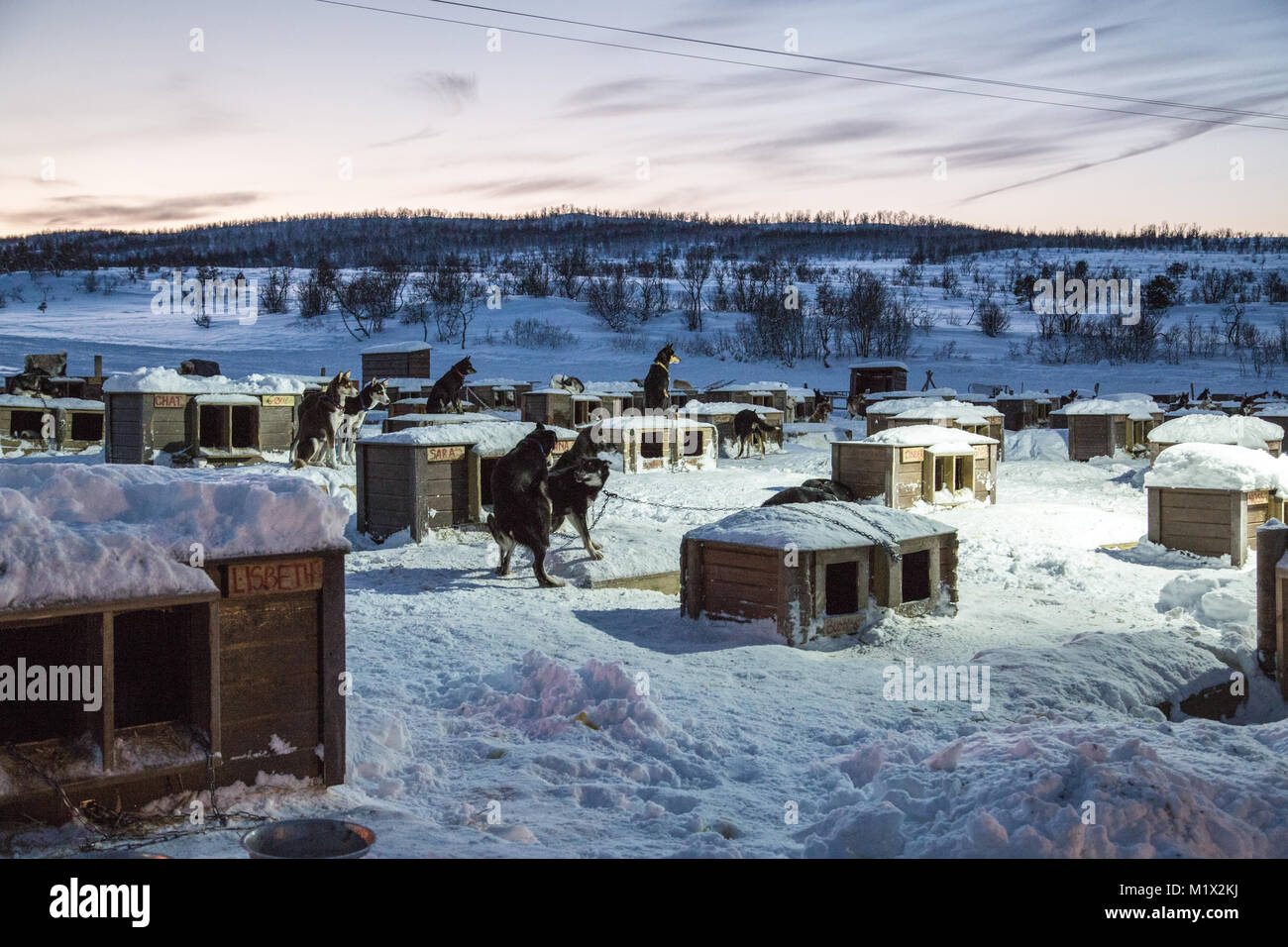 Huskies play outside their kennels in the snow-covered Tromsø  Villmarkssenter, waiting to start the dog sledding experience in winter  (polar night Stock Photo - Alamy