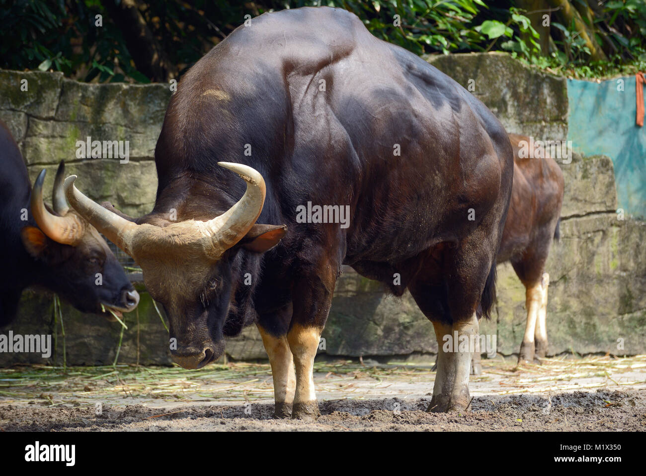 gaur size comparison