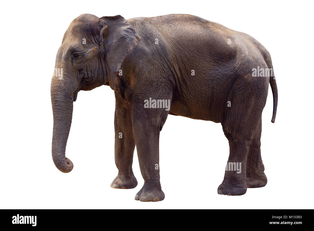 Indian elephant isolated on white Stock Photo