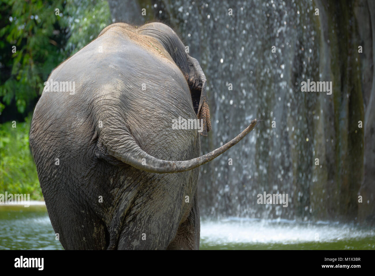 Indian elephant near a waterfall, rear view Stock Photo