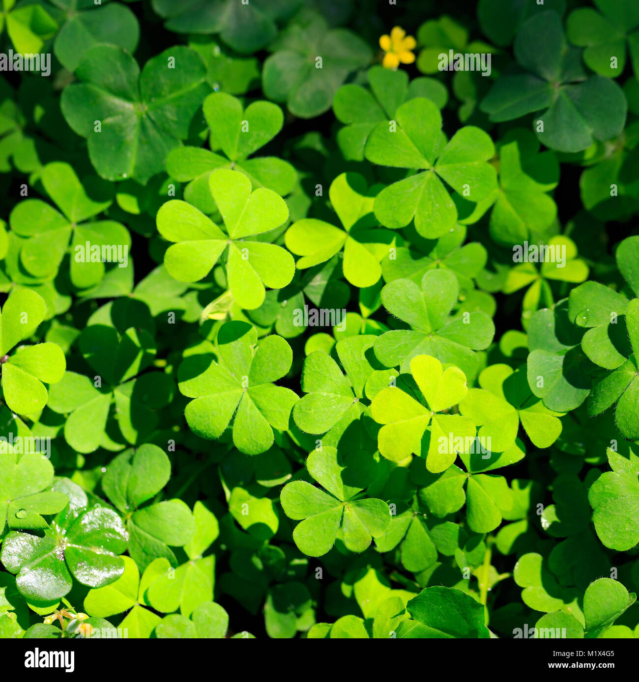 Clover and little yellow flower Stock Photo Alamy