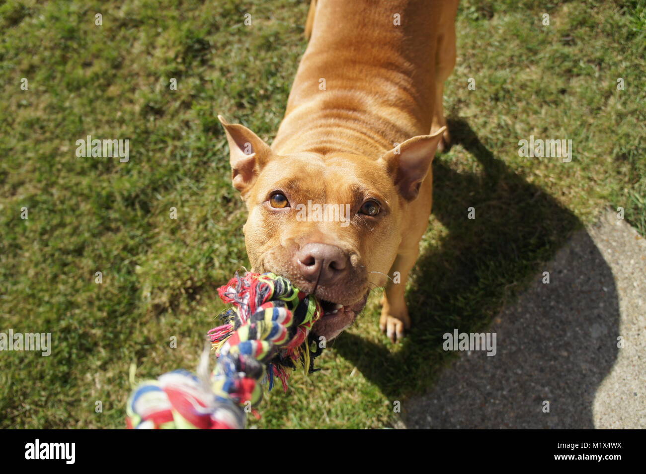 Pit bull Dog with Rope Toy Stock Photo Alamy