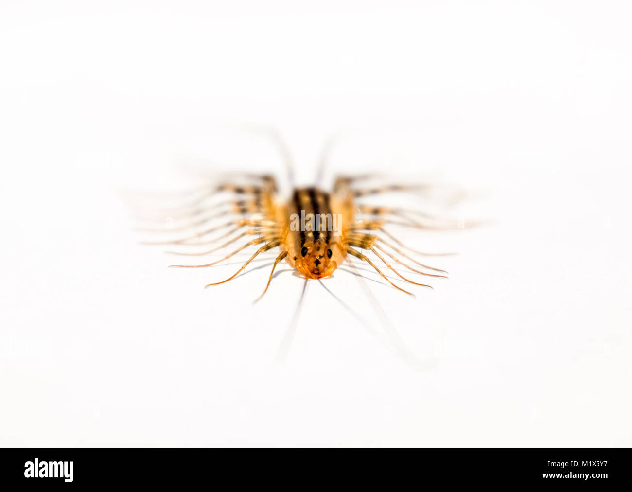 The Flycatcher. Scutigera coleoptrata. Centipede flycatcher, insect ...