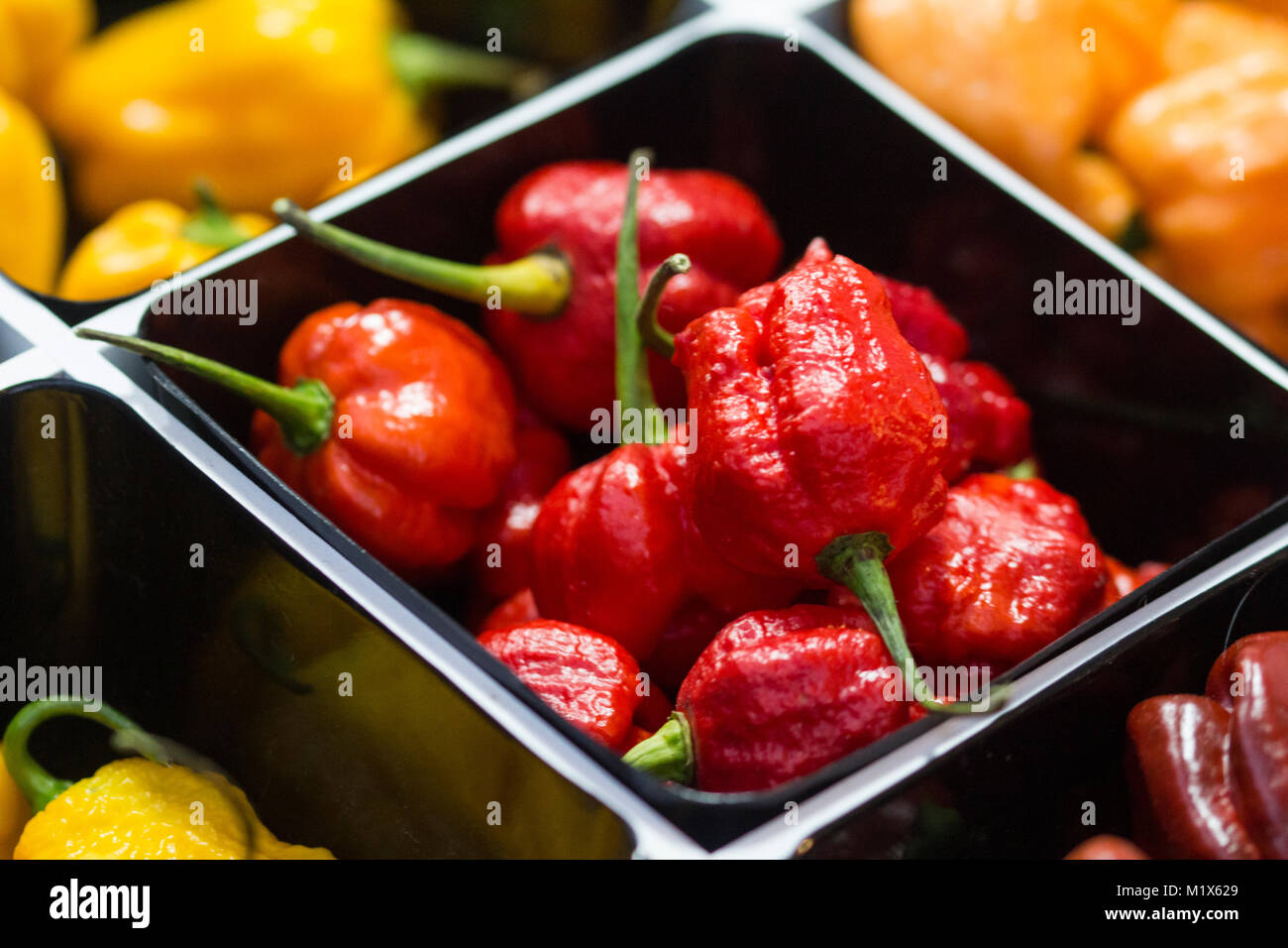 Spicy chili Peppers of various colors, sold at market Stock Photo - Alamy