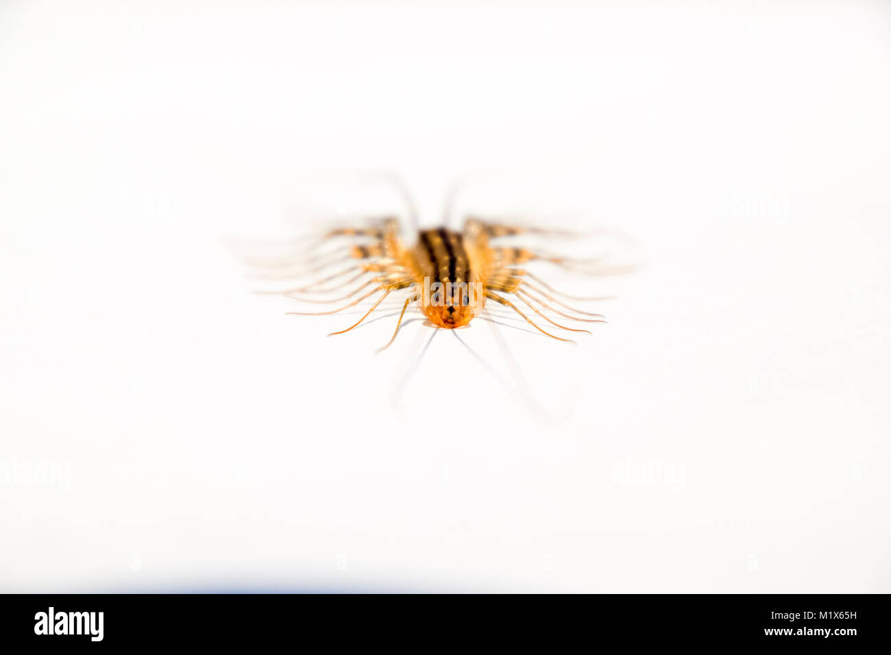 The Flycatcher. Scutigera coleoptrata. Centipede flycatcher, insect ...