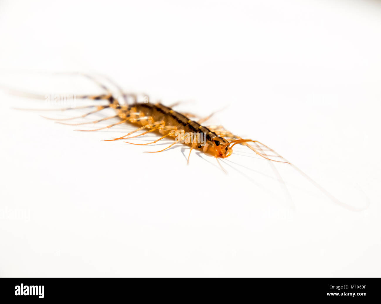 The Flycatcher. Scutigera coleoptrata. Centipede flycatcher, insect ...