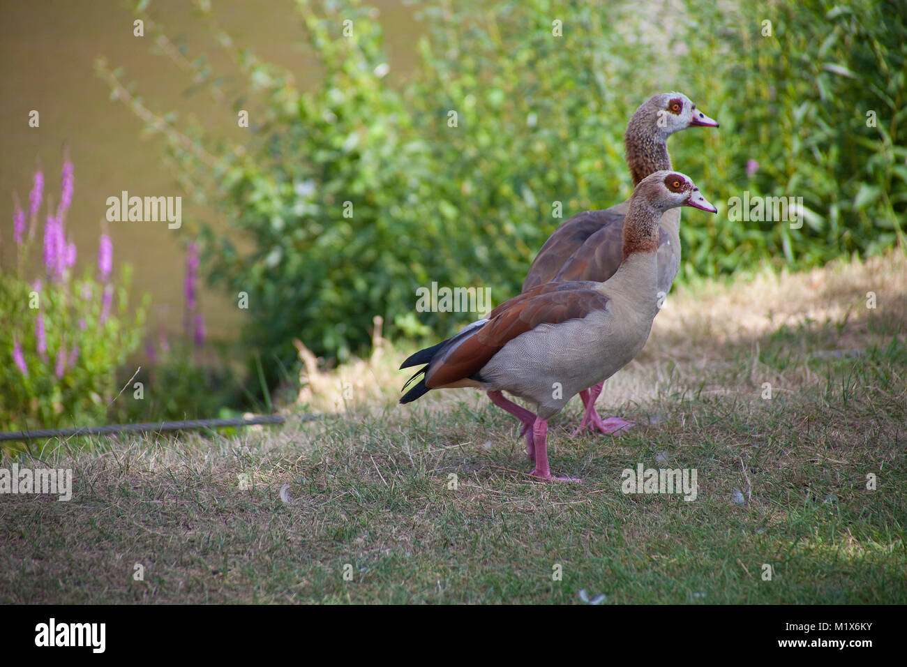 Egyptian Goose (Alopochen aegyptiacus) at Bernkastel-Kues, Moselle river, Rhineland-Palatinate, Germany, Europe Stock Photo