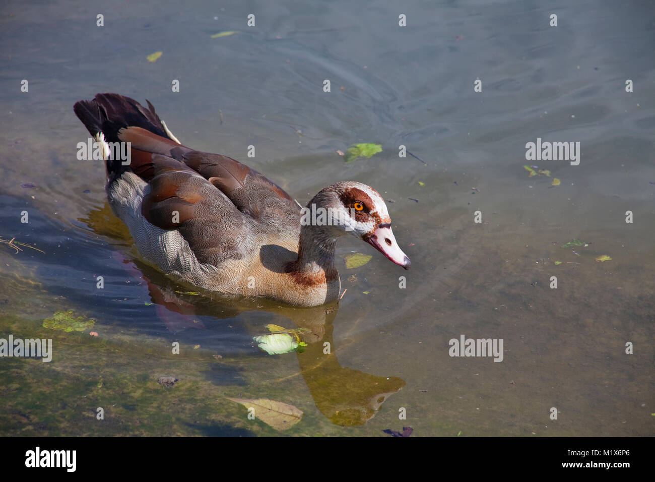 Egyptian Goose (Alopochen aegyptiacus), Piesport, Moselle river, Rhineland-Palatinate, Germany, Europe Stock Photo