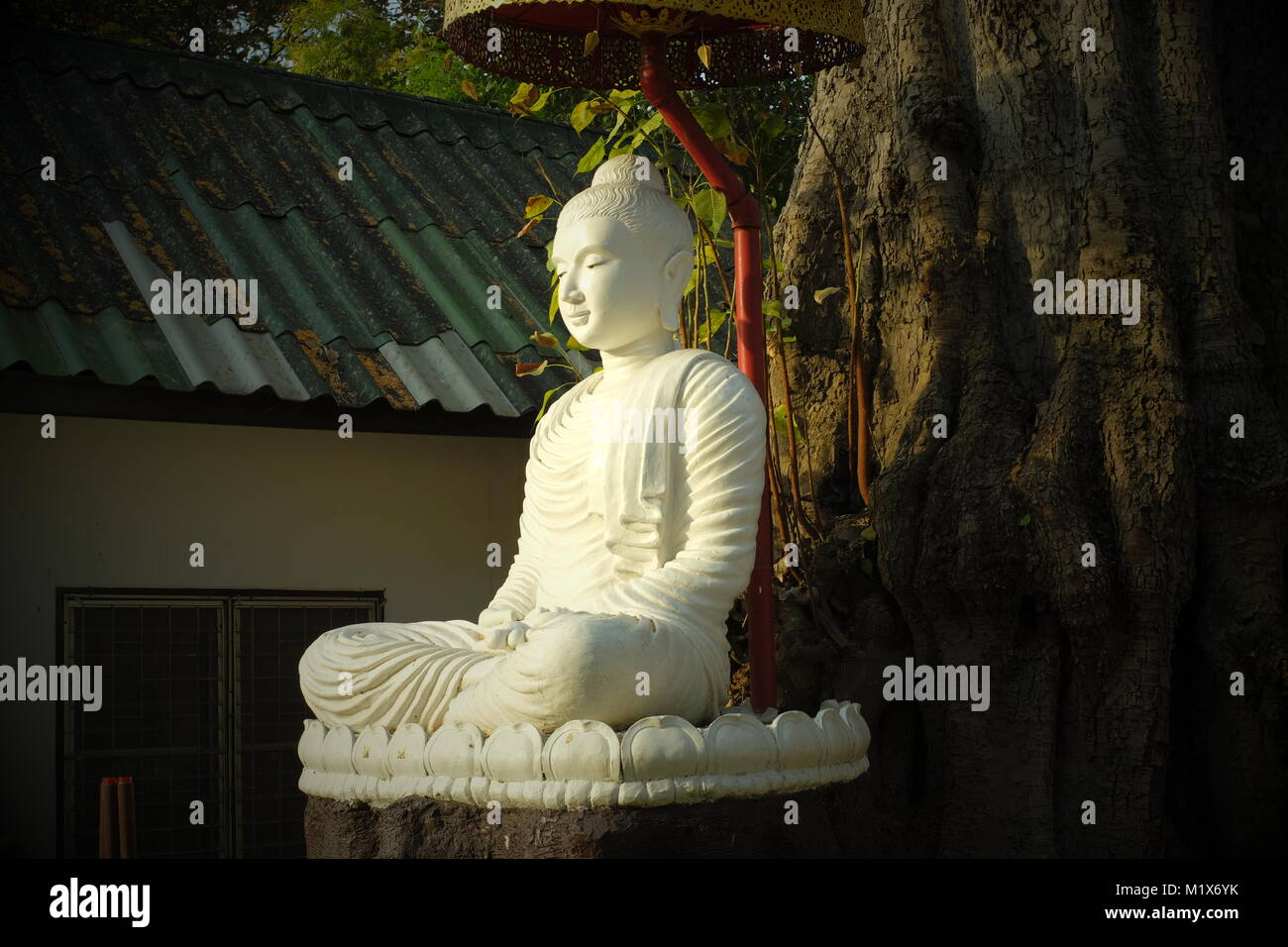 A Buddha statue underneath a big tree in a temple in Chiang Mai, Thailand. Stock Photo