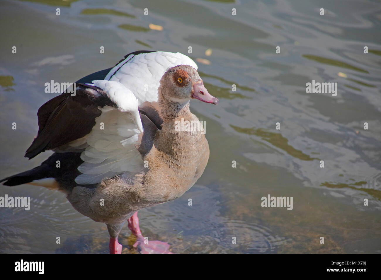Egyptian Goose (Alopochen aegyptiacus) at Bernkastel-Kues, Moselle river, Rhineland-Palatinate, Germany, Europe Stock Photo