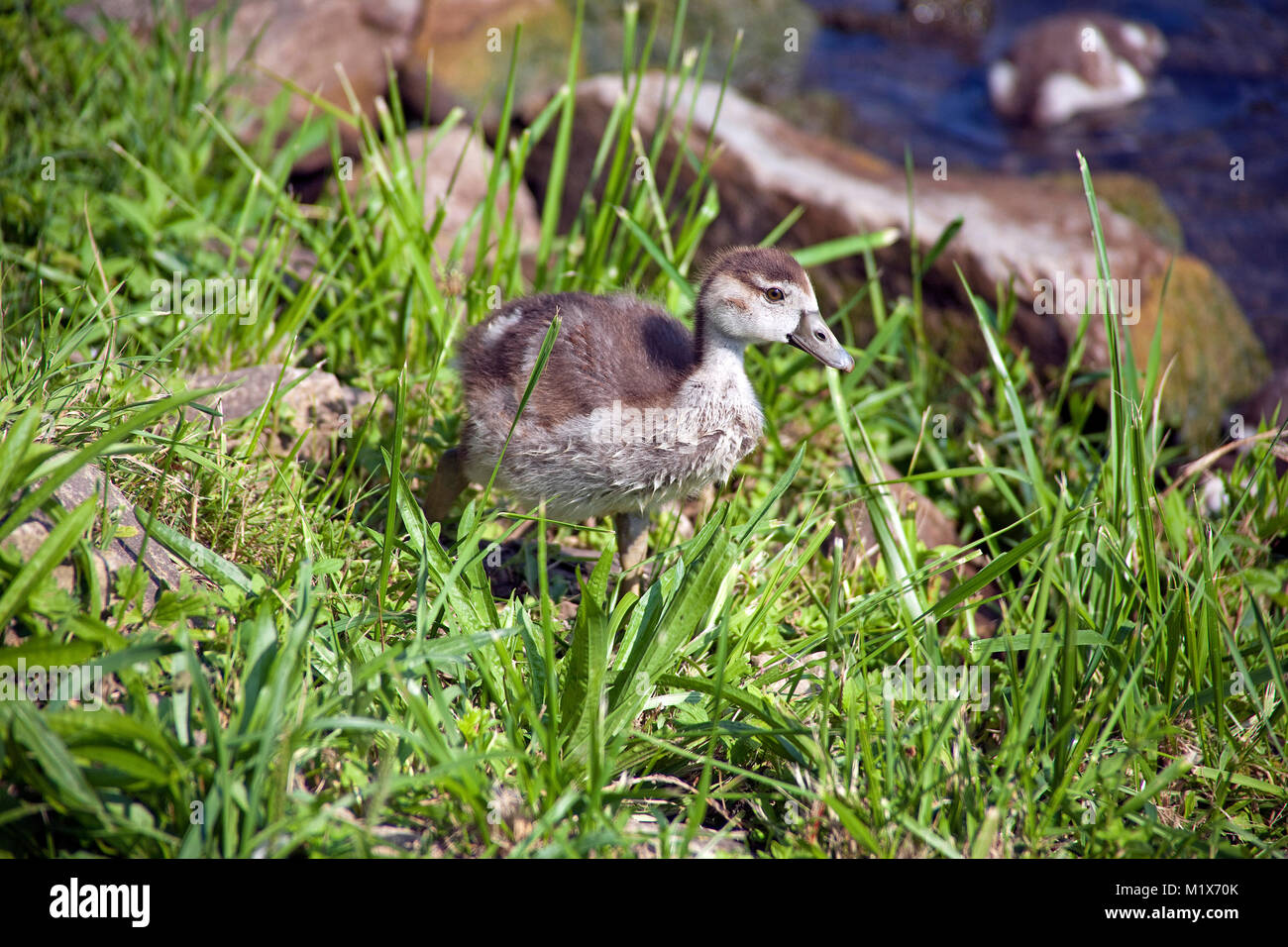 Young Egyptian Goose (Alopochen aegyptiacus) at Bernkastel-Kues, Moselle river, Rhineland-Palatinate, Germany, Europe Stock Photo