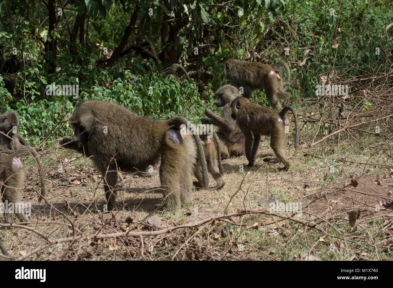 Olive baboons or papio anubis at Lake Manyara in the Serengeti, North Tanzania, Arush, on safari Stock Photo