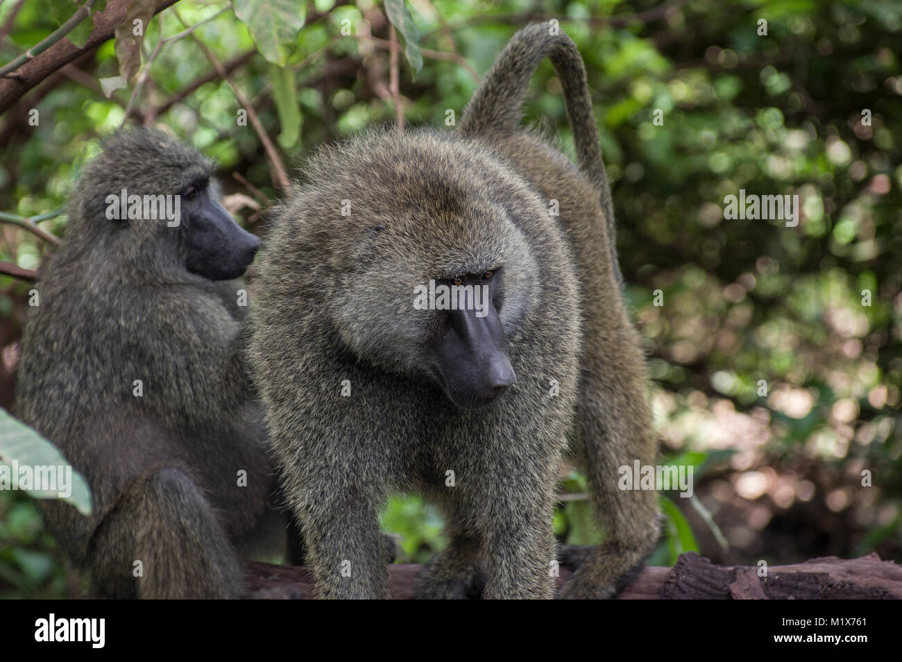 Olive baboons or papio anubis at Lake Manyara in the Serengeti, North Tanzania, Arush, on safari Stock Photo