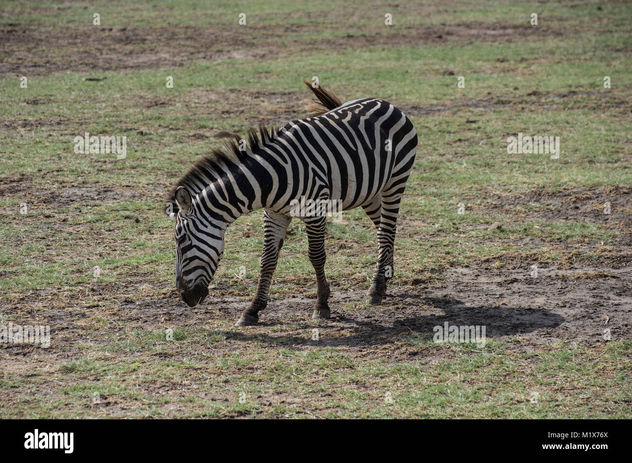 Lone zebra grazing in the grass on the plain of the Serengeti National Park in Arush, Tanzania on a safari through Nduti Park Stock Photo