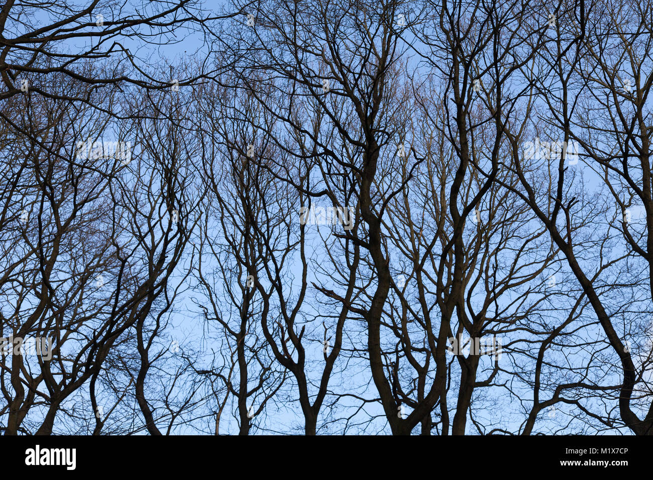 Winter blue sky behind tree tops in Ecclesall Woods, Sheffield, UK Stock Photo