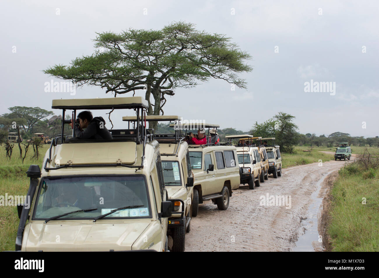 Long row of SUVs filled with tourists taking photos out of the windows or viewing animals on a safari in northern Tanzania in the Serengeti Stock Photo