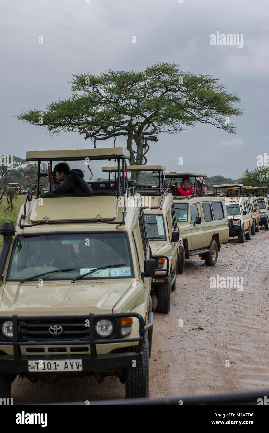 Long row of SUVs filled with tourists taking photos out of the windows or viewing animals on a safari in northern Tanzania in the Serengeti Stock Photo