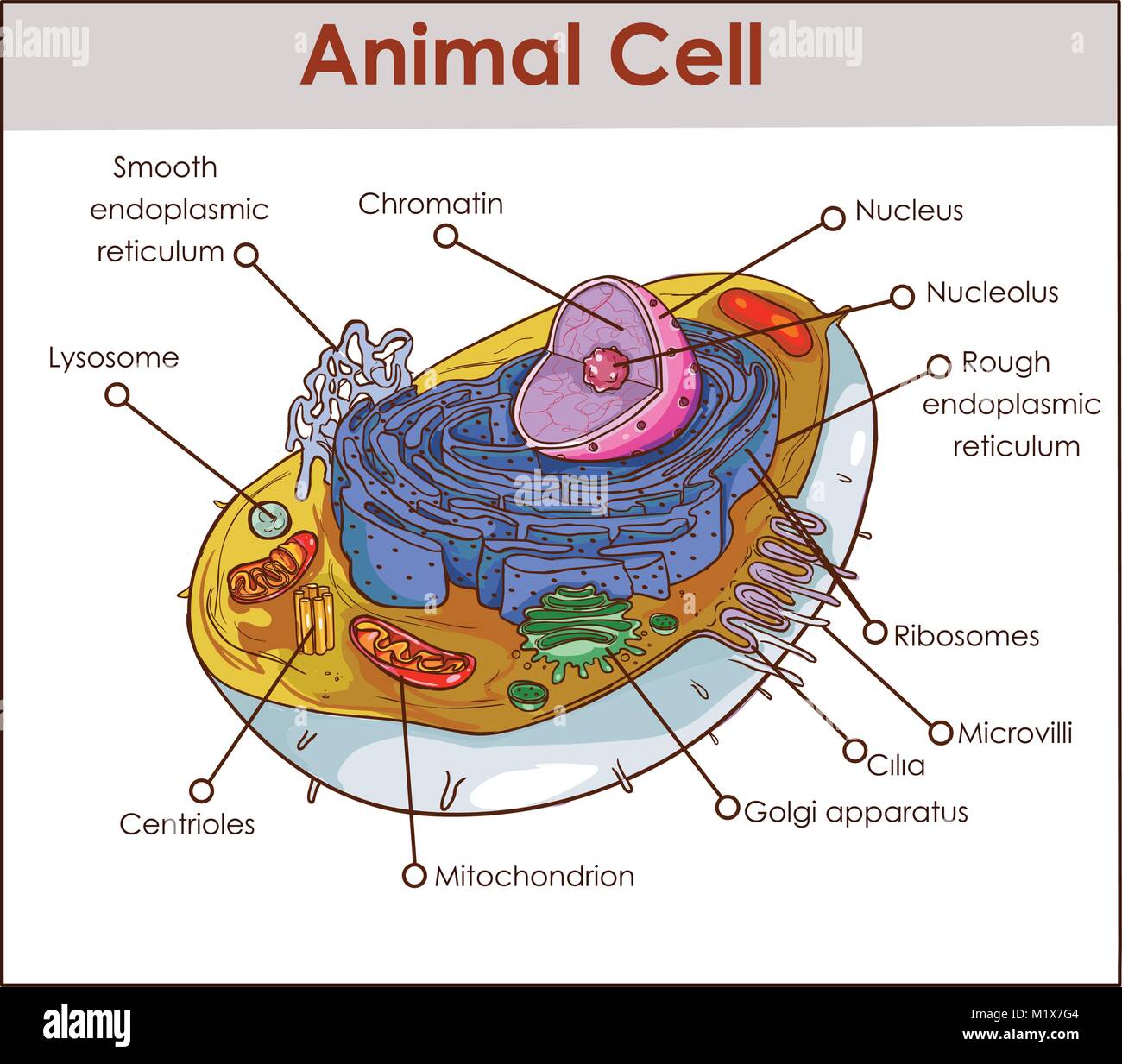 Animal Cell Anatomy Diagram Structure with all parts nucleus smooth rough endoplasmic reticulum cytoplasm golgi apparatus mitochondria membrane centro Stock Vector