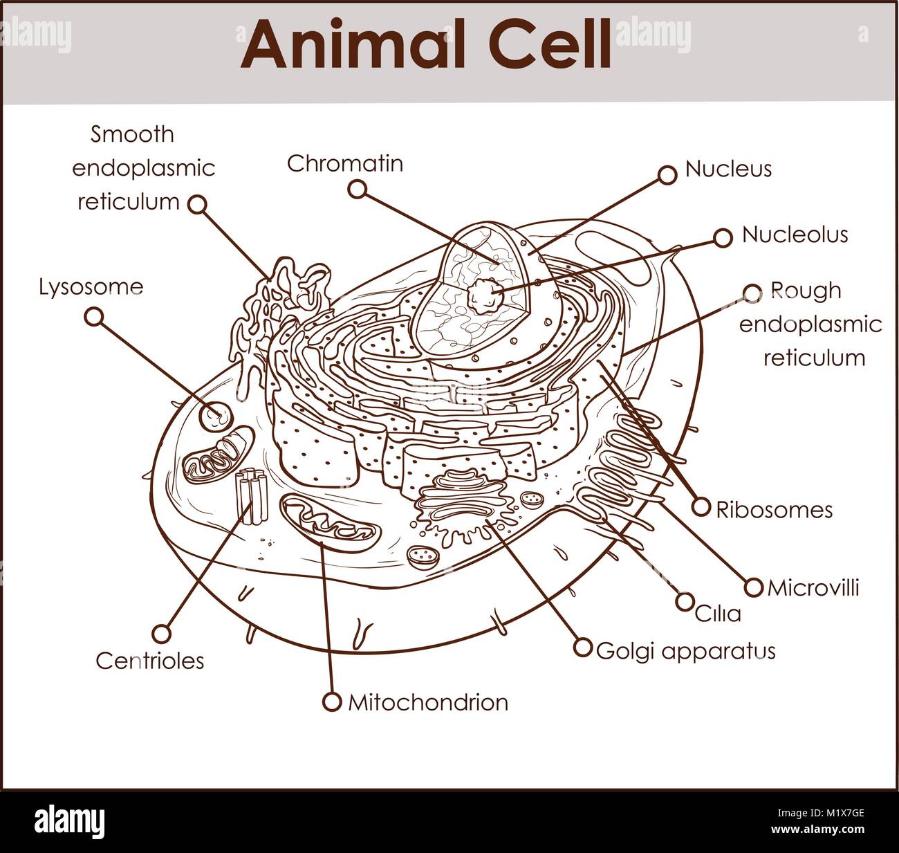 Animal Cell Anatomy Diagram Structure with all parts nucleus smooth rough endoplasmic reticulum cytoplasm golgi apparatus mitochondria membrane centro Stock Vector