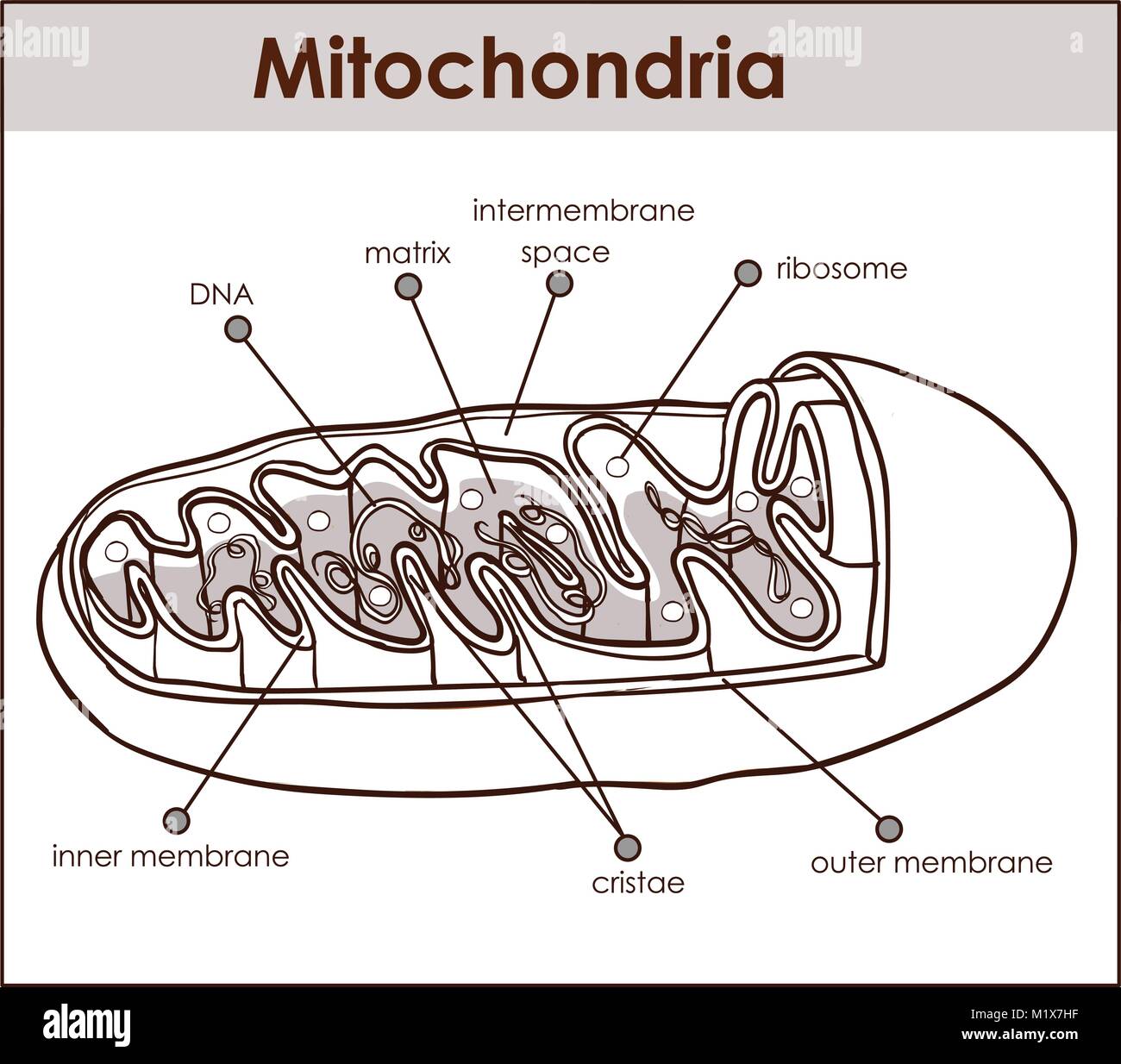 Vector illustrator of cross section of mitochondria. Stock Vector