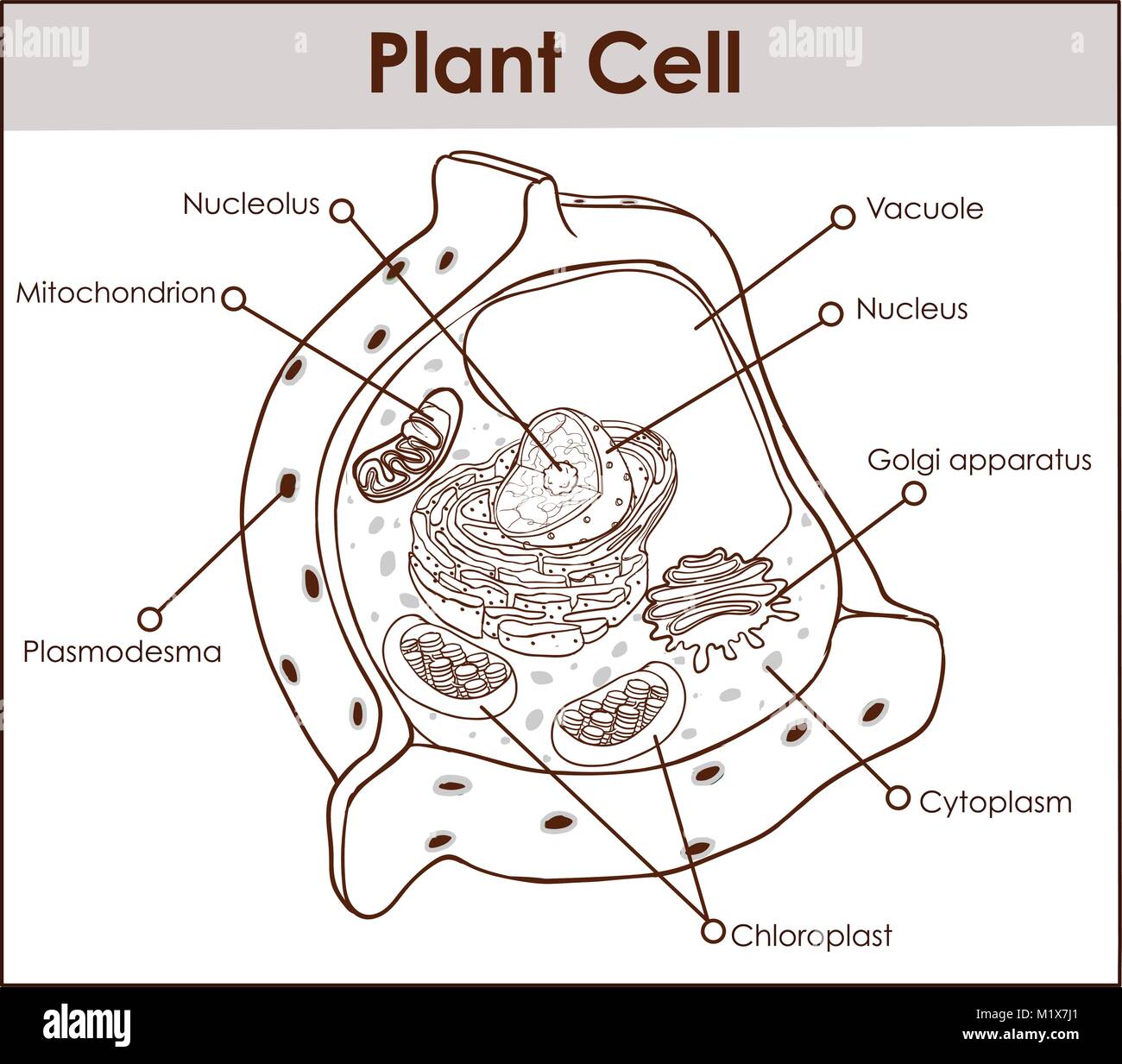 Plant cell isolated on white photo-realistic vector illustration Stock Vector