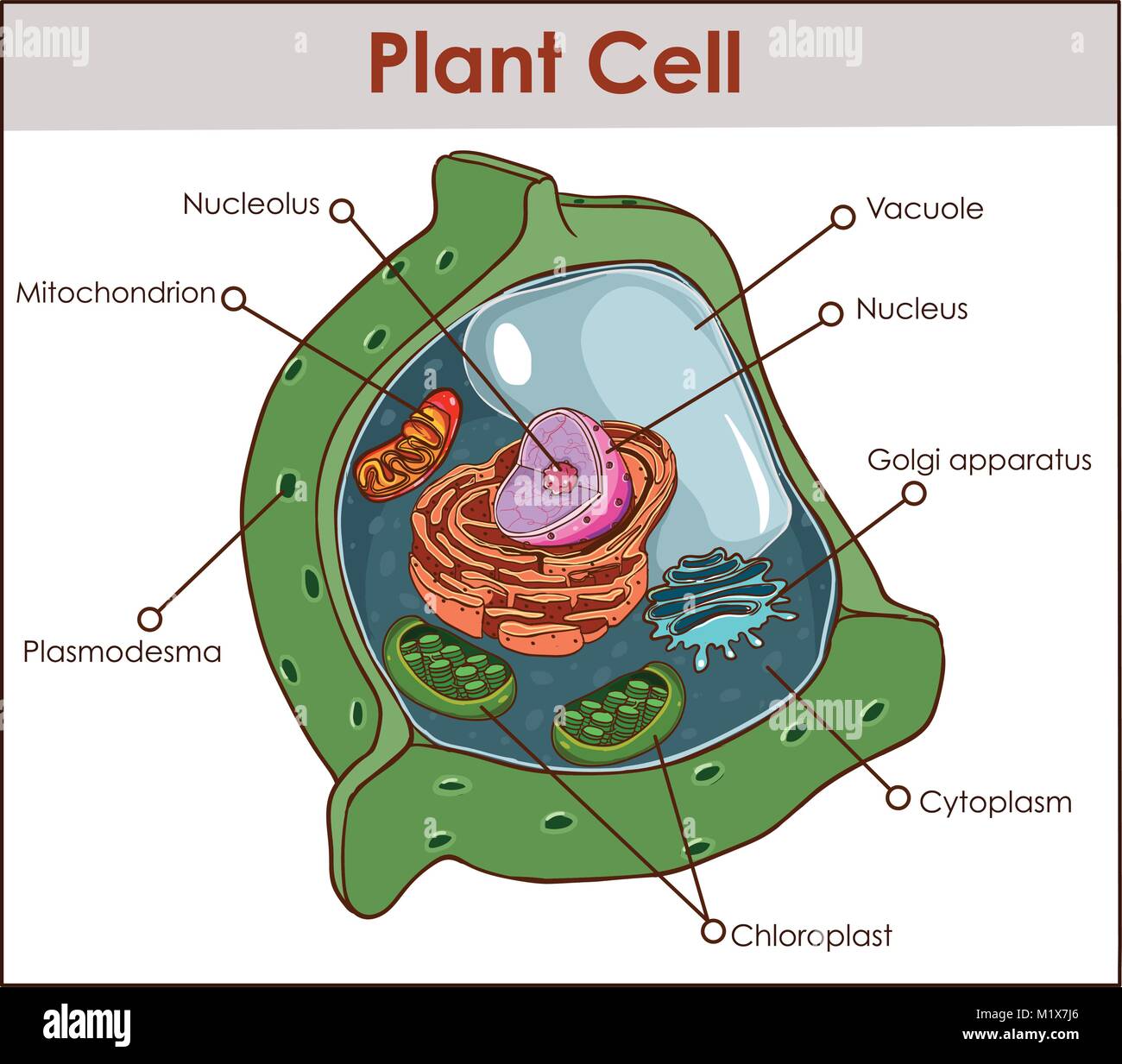 Plant cell isolated on white photo-realistic vector illustration Stock Vector