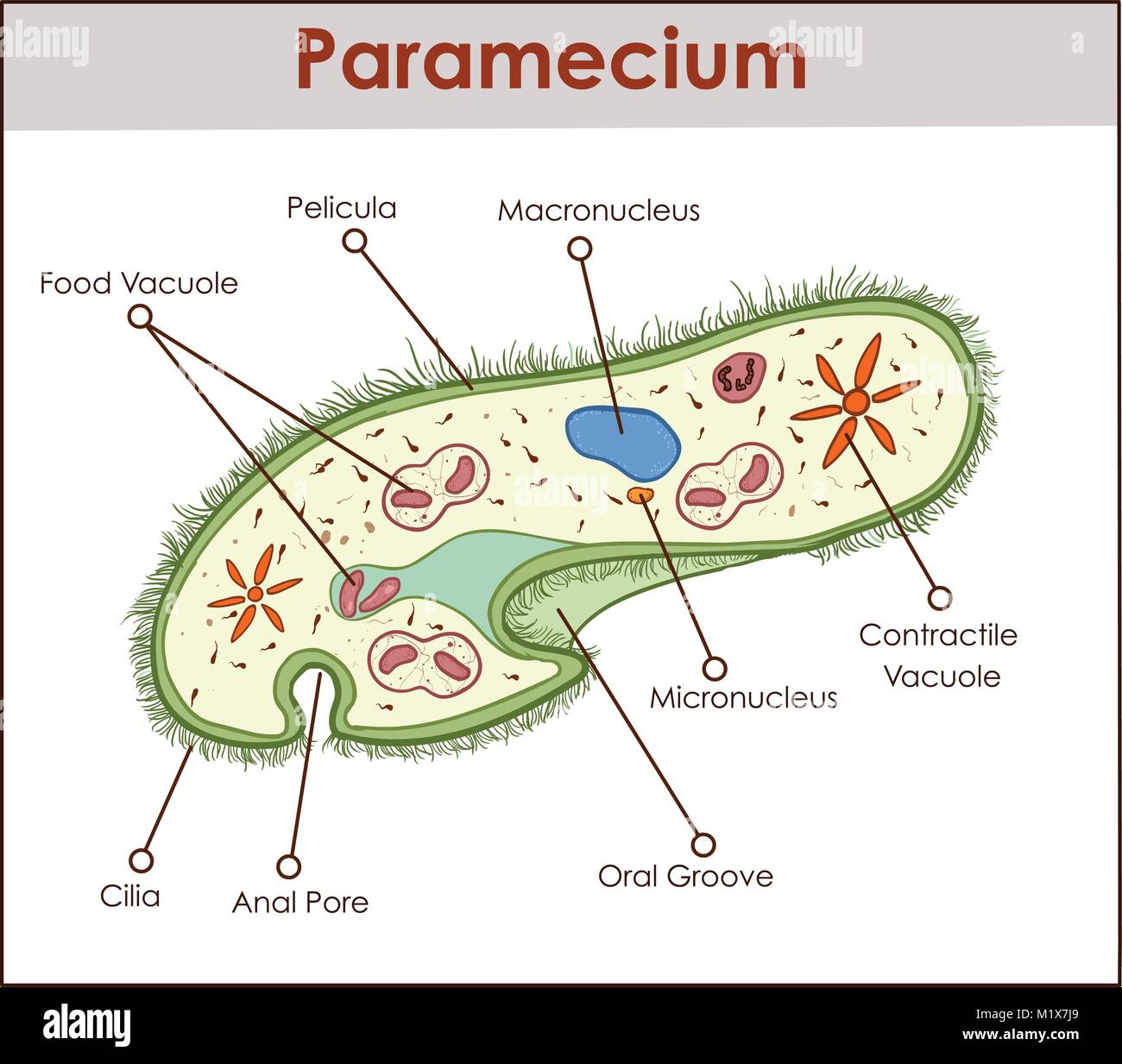 The structure of Paramecium saudatum Stock Vector