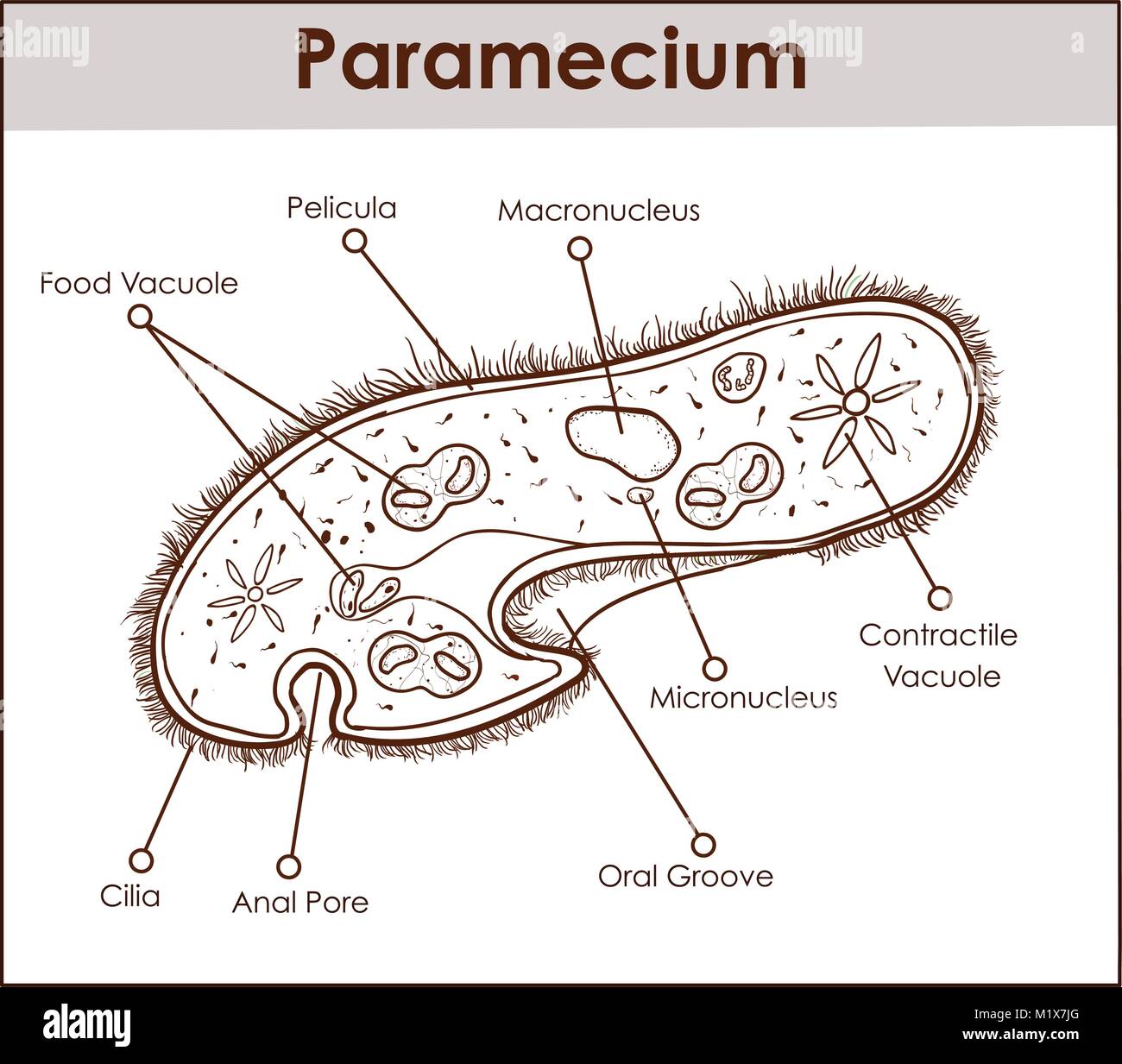 Labelled Diagram Of Paramecium