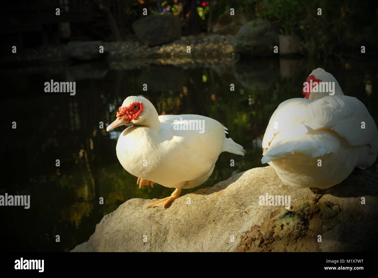 A pair of pet geese in Chiang Mai, Thailand. Stock Photo