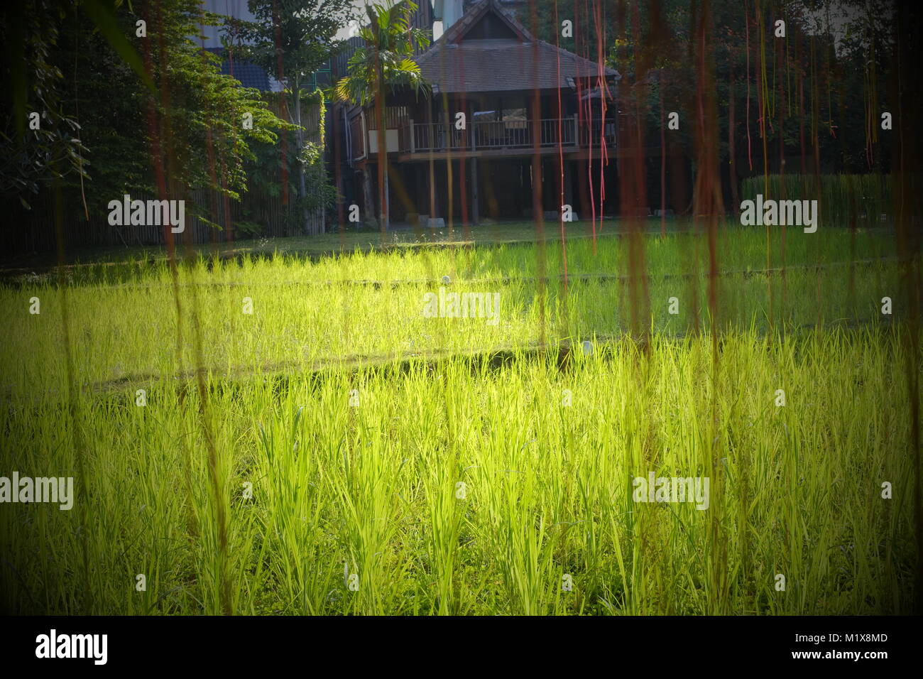 A small piece of paddy field in a resort in Chiang Mai, Thailand. Stock Photo