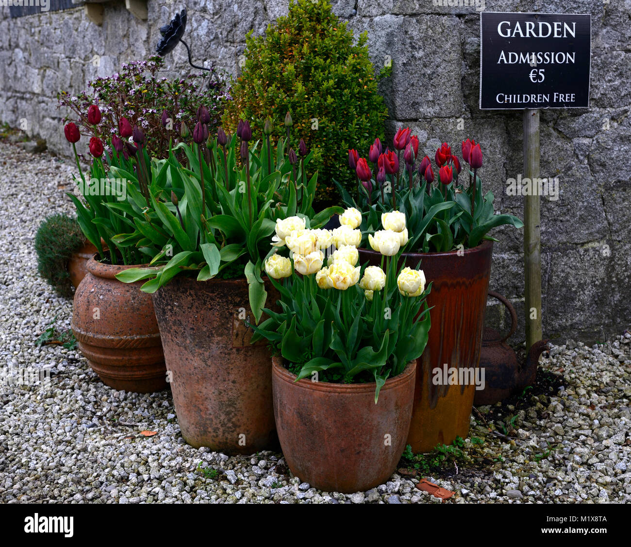 tulips,tulipa,pots,container,tulip flowers,pot,displays,Tulip display ...