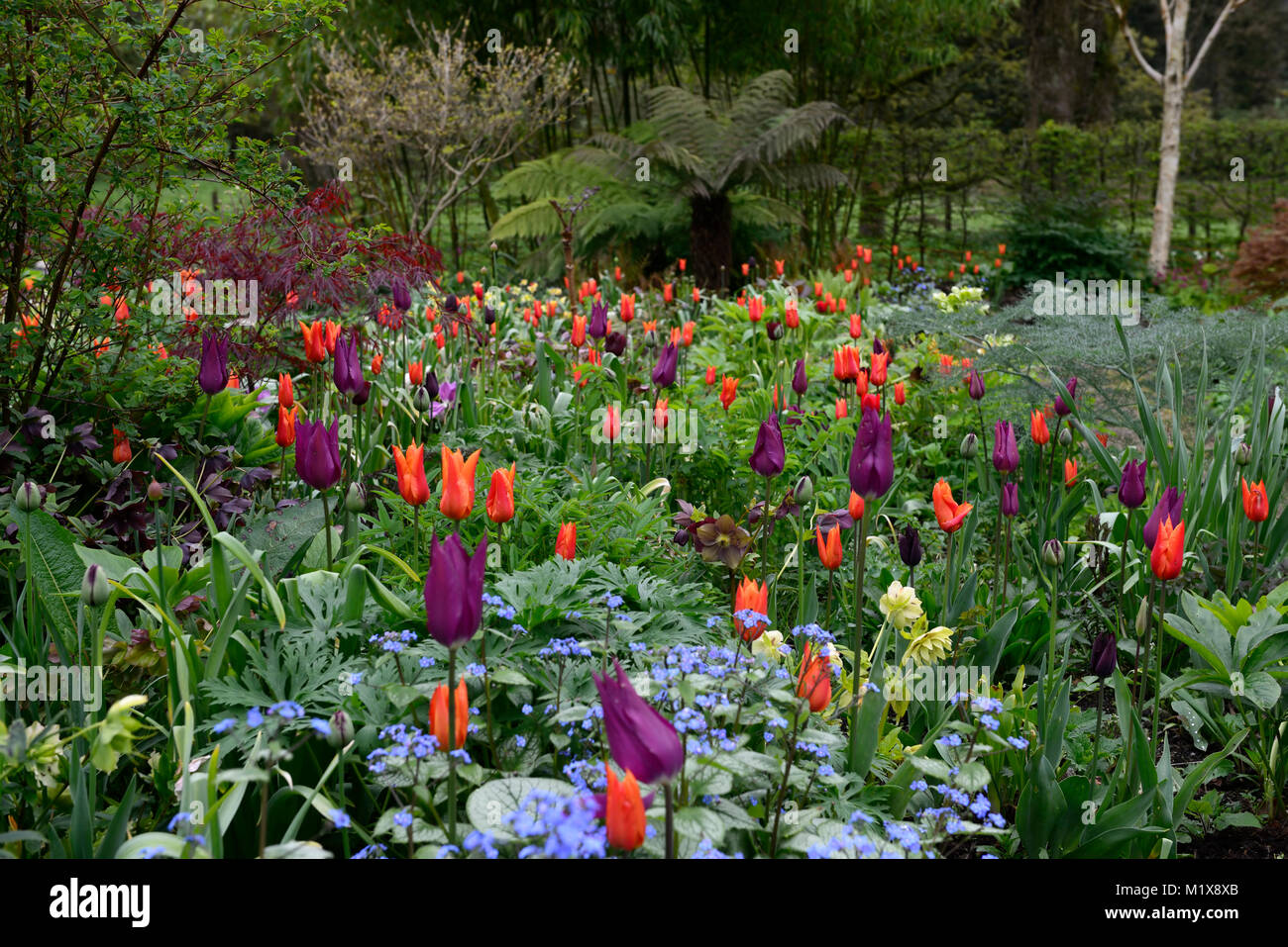 Tulip display,tulips,tulipa,tu;ip ballerina, tulip red shine,tulip flower power,tulip lasting love,tulip Paul scherer,tulip Stock Photo