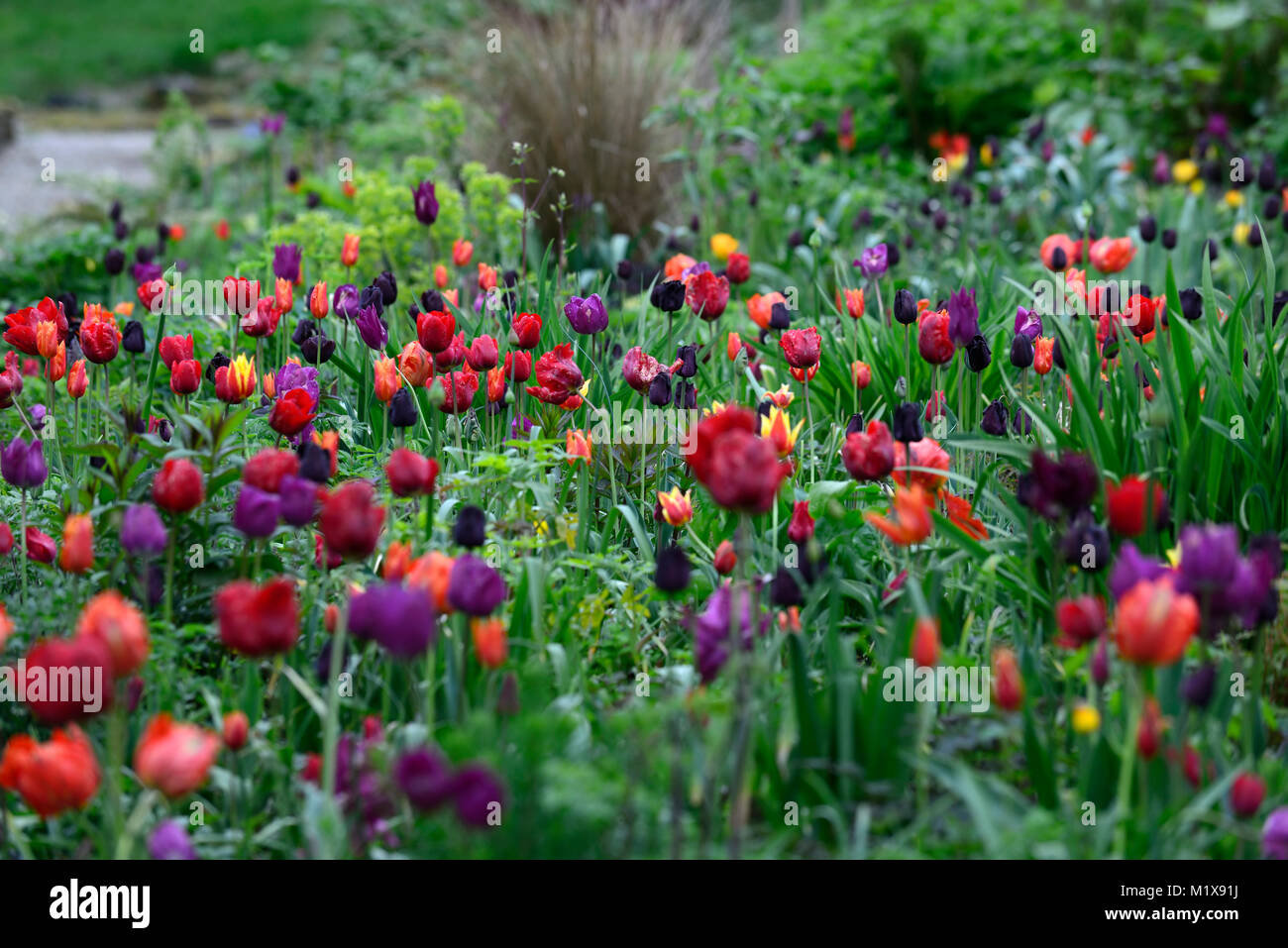 Tulip display,tulips,tulipa,tulip flower power,tulip lasting love,tulip Paul scherer,tulip black parrot,tulip blue parrot,gardens,spring,RM Floral Stock Photo