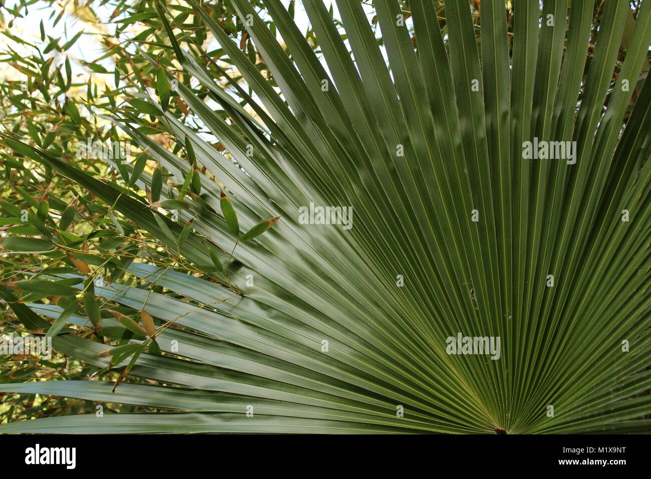 Latania loddigessi leaf in the garden in Elche, Spain Stock Photo