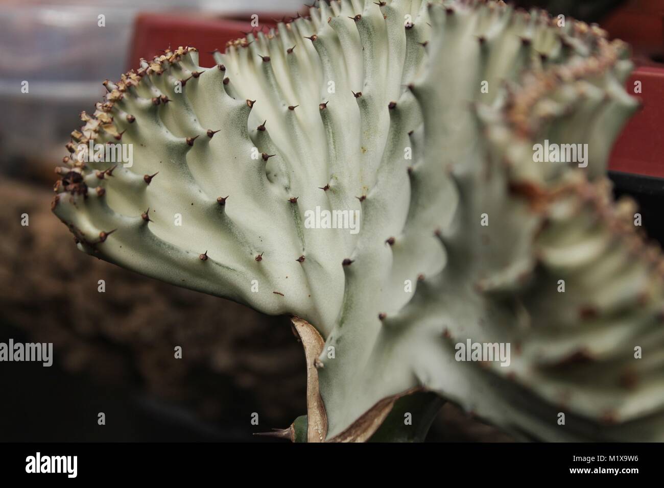 Euphorbia Lactea- Cristata Gray texture in the garden Stock Photo